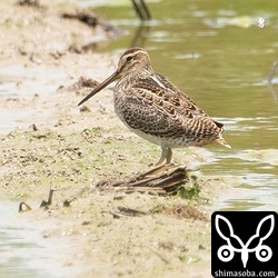 少し疲れた様子のハリオシギ幼鳥。