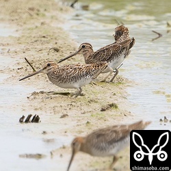 ハリオシギ幼鳥3羽!!