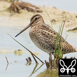 こちらも少し疲れた様子のハリオシギ幼鳥。