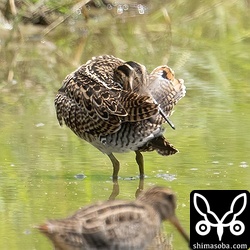 チュウジシギ幼鳥。チュウジシギ幼鳥はハリオシギに似た個体が少なからずいます。