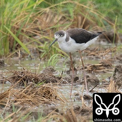 セイタカシギ第1回冬羽。強風を耐えていました。