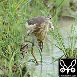 風雨が強いこともあり、警戒心はほとんどなく、どんどんこちたへ近づいてきます。