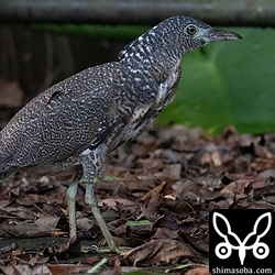 キンバトを撮っていたらズグロミゾゴイの幼鳥が歩いて近づいてきました。