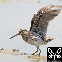 上と同個体。初列は6枚ほど換羽済み。
