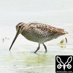 ハリオシギ幼鳥。