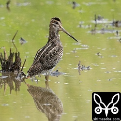 チュウジシギ幼鳥。なぜかしばらくこの体勢が続いていました。
