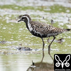 ムナグロ夏羽後期。