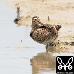 上と同個体。水浴び後の羽繕い。