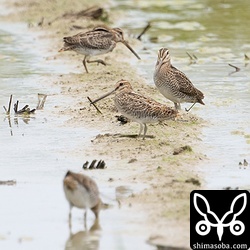 1羽増えてハリオシギ幼鳥4羽!!