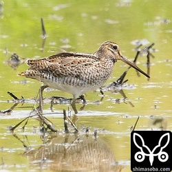 ハリオシギ幼鳥。