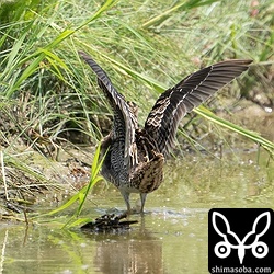 上と同個体。初列は8枚が新羽。換羽はかなり進んでいます。