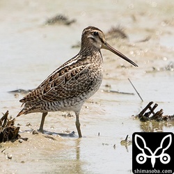 ハリオシギ幼鳥。