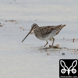 タシギ幼鳥。少しずつ増えてきました。この日は2羽確認。