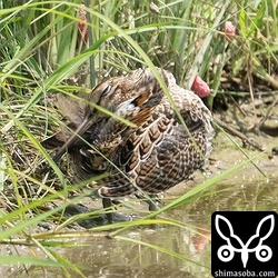羽繕い中のハリオシギ幼鳥。