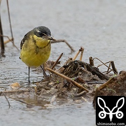 マミジロツメナガセキレイ成鳥。こちらはコオロギの仲間と思われる昆虫を捕まえていました。田んぼが水につかると虫が行き場をなくして捕まえやすくなるようです。