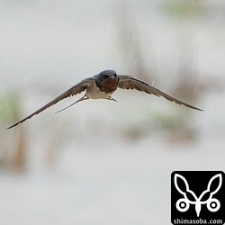 秋が深まり、ツバメが増えてきました。石垣島ではツバメは秋の使者です。