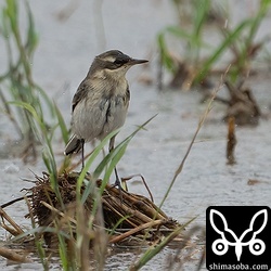 マミジロツメナガセキレイ幼鳥。