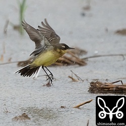 水没した田んぼの陸地を飛び跳ねながら餌探し。