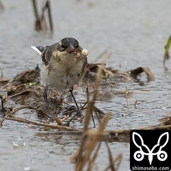 卵持ちのクモを捕まえました。本体も卵も完食していました。