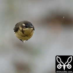 マミジロツメナガセキレイの弾丸。