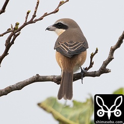 シマアカモズのオス成鳥。