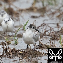 クロハラアジサシ幼鳥。