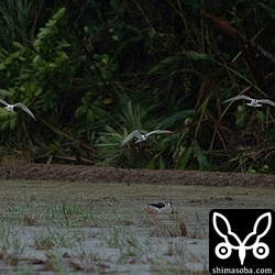 この時季、台風が襲来するとクロハラアジサシが激増します。