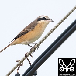 シマアカモズのオス。第1回冬羽。