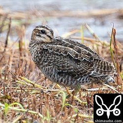防風林のかげでハリオシギが休んでいました。