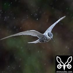 クロハラアジサシ成鳥。