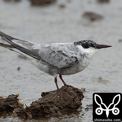 クロハラアジサシ成鳥。冬羽へ換羽中。