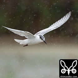 クロハラアジサシ幼鳥。第1回冬羽へ移行中。
