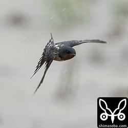 雨に相当濡れていますが、田んぼの上をビュンビュンと飛び回っていました。
