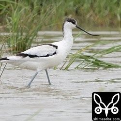 台風を乗り切ったソリハシセイタカシギ。