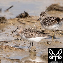 トウネン、ヒバリシギは増えています。