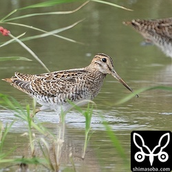 減ってきたけどまだいるハリオシギ。