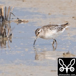 キリアイ幼鳥は数日前から滞在。