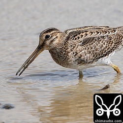 至近距離で観察できた個体。