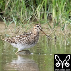 上のハリオシギと一緒にいた個体。兄弟かと思うほどそっくり。^^