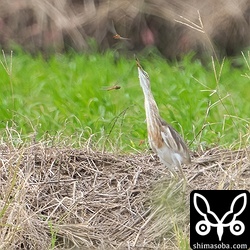 この後、失敗して田んぼに転落していました。^^;