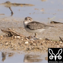 オジロトウネン幼鳥。