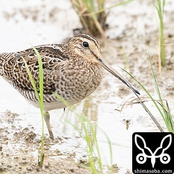 こちらはチュウジシギ幼鳥。