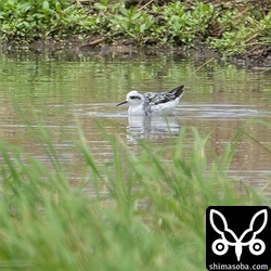 冬羽のアカエリヒレアシシギ。水面をくるくると回りながら採餌していました。
