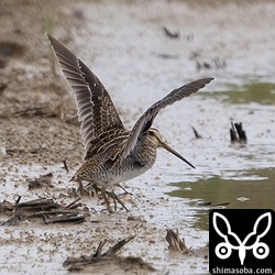 上と同個体。換羽はまだ進んでいません。