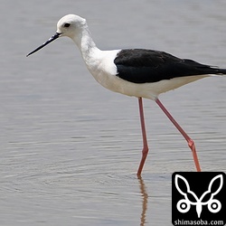 セイタカシギのオス。第1回冬羽。