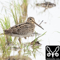 チュウジシギ。