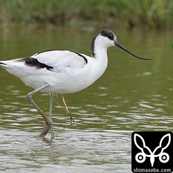 台風11号と同時に石垣島に飛来したソリハシセイタカシギはまだ滞在中。