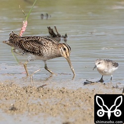 チュウジシギ幼鳥とトウネン。