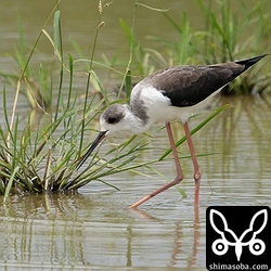 セイタカシギのメス。第1回冬羽。