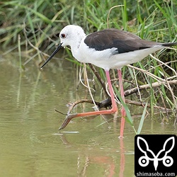 セイタカシギのメス成鳥。